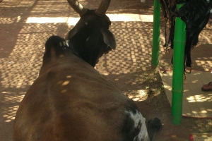 indien-2011-088